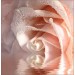 Декоративное панно VIP Кремовая роза 196х201 (6 листов)   купить недорого в Невеле