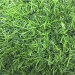 Искусственная трава 10 мм ( 2*25 м/п или 30 м/п )  купить недорого в Невеле