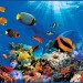 Декоративное панно VIP Коралловый риф 294х134 (6 листов)   купить недорого в Невеле