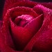 Декоративное панно Бархатная роза 134х98 (2 листа) купить недорого в Невеле