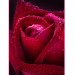 Купить Декоративное панно Бархатная роза 134х98 (2 листа) в Невеле в Интернет-магазине Remont Doma