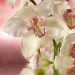 Декоративное панно Розовая орхидея 196х201 (6 листов) купить недорого в Невеле