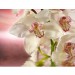 Купить Декоративное панно Розовая орхидея 196х201 (6 листов) в Невеле в Интернет-магазине Remont Doma