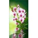 Купить Декоративное панно VIP Орхидея 261х134 (6л)  в Невеле в Интернет-магазине Remont Doma