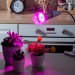 Купить Лампа светодиодная для растений. Форма "A", прозрачная. LED-A60-15W/SPSB/E27/CL PLP30GR  в Невеле в Интернет-магазине Remont Doma