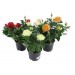 Купить Грунт Цветочный  5л  Нов-Агро в Невеле в Интернет-магазине Remont Doma