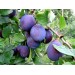 Купить Минеральное удобрение Для плодовых деревьев и ягодных культур (0,9кг) в Невеле в Интернет-магазине Remont Doma