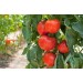 Минеральное удобрение Для томатов, перцев и баклажанов (0,9кг)  купить недорого в Невеле