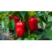 Купить Минеральное удобрение Для томатов, перцев и баклажанов (0,9кг)  в Невеле в Интернет-магазине Remont Doma