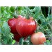 Купить Удобрение Агровита для томатов,перцев и баклажанов 100г в Невеле в Интернет-магазине Remont Doma