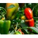Удобрение Агровита для томатов,перцев и баклажанов 100г купить недорого в Невеле