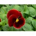 Купить Удобрение Агровита для цветов Универсальное 100г в Невеле в Интернет-магазине Remont Doma